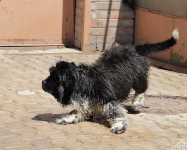 Фото: ньюфаундленд Улыбка с Берега Дона (Ulybka s Berega Dona)