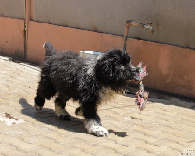 Фото: ньюфаундленд Улыбка с Берега Дона (Ulybka s Berega Dona)
