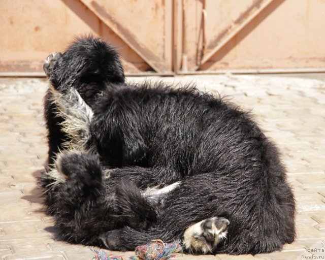 Фото: ньюфаундленд Успех с Берега Дона (Uspeh s Berega Dona), ньюфаундленд Узор с Берега Дона (Uzor s Berega Dona), ньюфаундленд Ургант с Берега Дона (Urgant s Berega Dona)