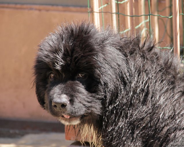 Фото: ньюфаундленд Успех с Берега Дона (Uspeh s Berega Dona)