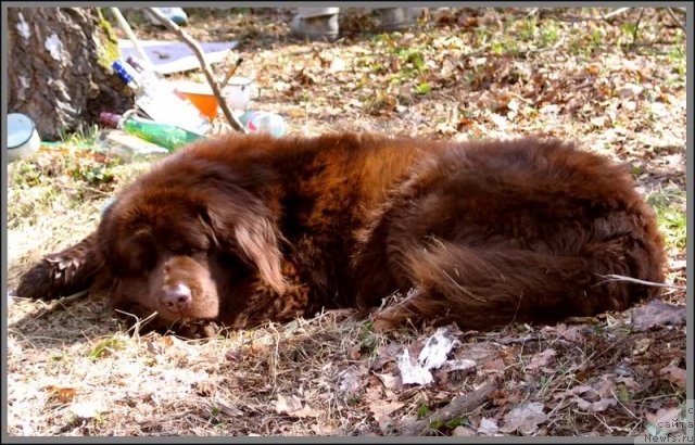 Фото: ньюфаундленд Артур