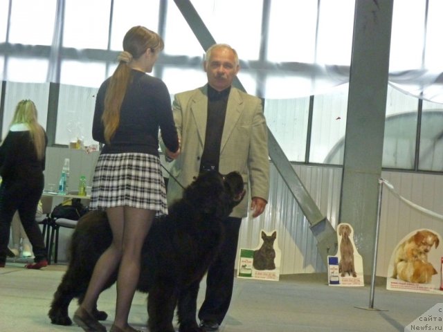 Фото: ньюфаундленд Пчёлкин Дом Аврора (Pchiolkin Dom Avrora)