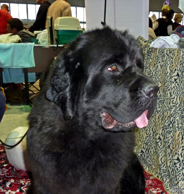 Фотография № 67992