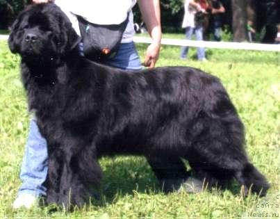 Фото: ньюфаундленд Плюшевая Панда Анабелла Бьютифул (Plushevaya Panda Anabella Beautiful)