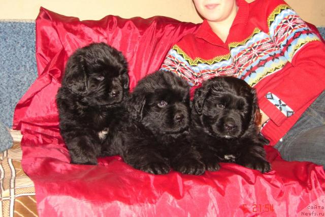 Фото: ньюфаундленд Ван Лен Тайм Венсан Великолепный