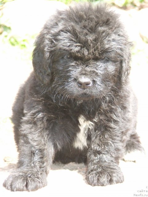 Фото: ньюфаундленд Плюшевая Панда Удивительная Кейт (Plushevaya Panda Udivitelnaja Kejt)