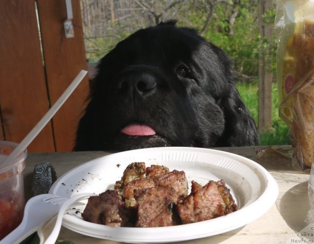 Фото: ньюфаундленд Супер Премиум Елисейская Поляна