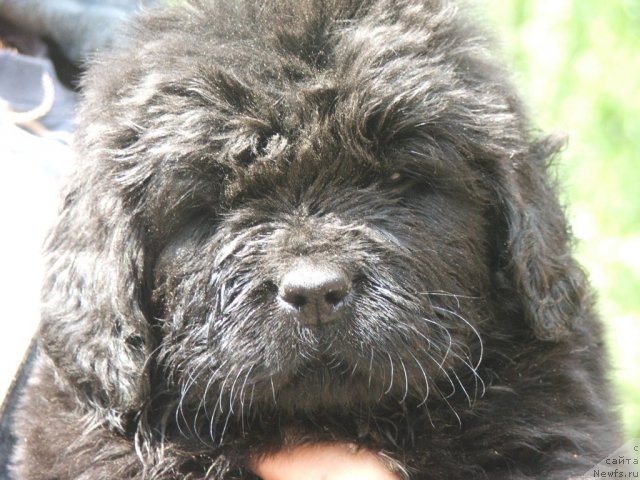 Фото: ньюфаундленд Плюшевая Панда Удивительная Кейт (Plushevaya Panda Udivitelnaja Kejt)