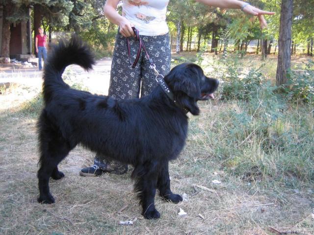 Фото: ньюфаундленд Женевьев Гарни Ледэн