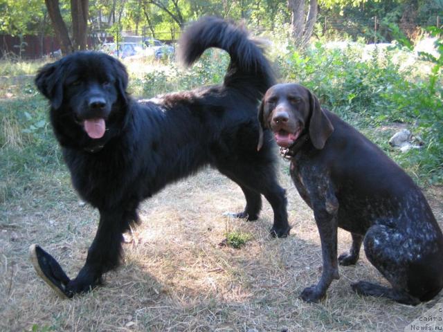 Фото: ньюфаундленд Женевьев Гарни Ледэн