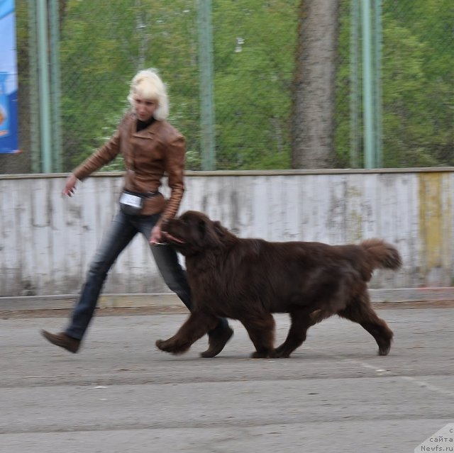 Фото: ньюфаундленд Октябрина с Берега Дона (Oktjabrina s Berega Dona)