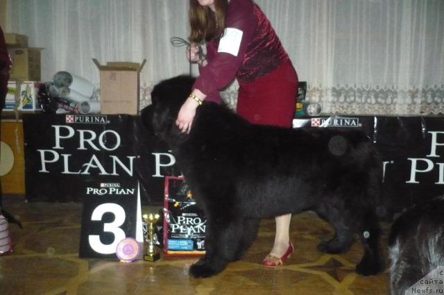 Фото: ньюфаундленд Супер Премиум Аск Ми Фром Эксклюзив