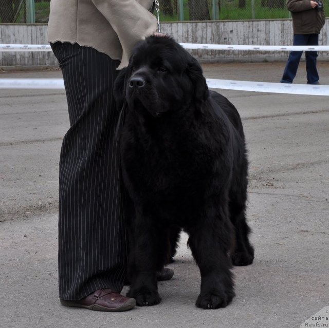 Фотография № 68040