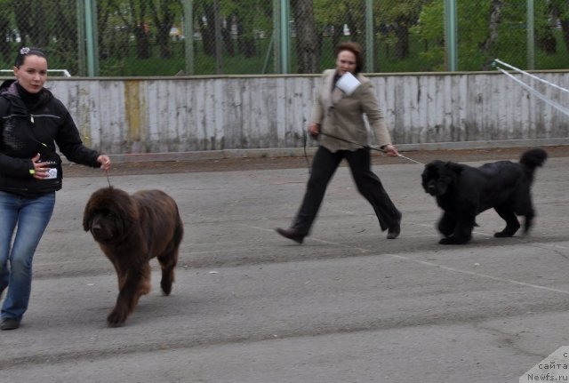 Фото: ньюфаундленд Paloma Morning Star Almas-Alana, ньюфаундленд Чаривна Черепашка Большой Малыш (Charivna Cherepashka Bolshoj Malysh)