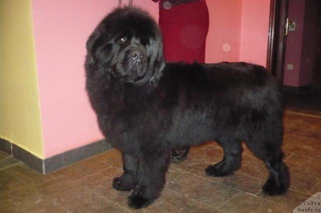 Фото: ньюфаундленд Супер Премиум Аск Ми Фром Эксклюзив