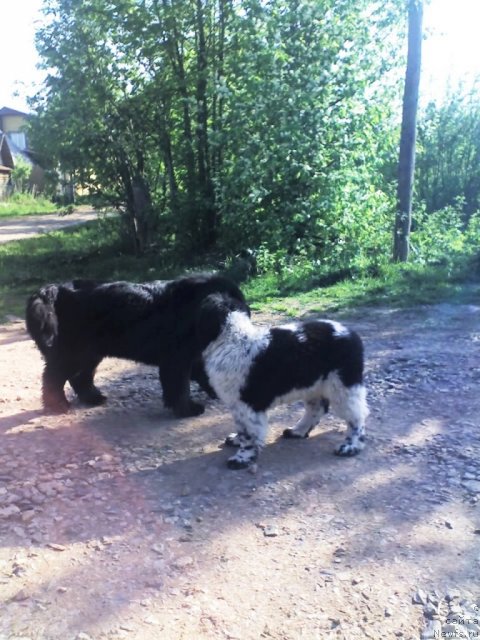 Фото: ньюфаундленд Их Высочество Владлена Маджикс, ньюфаундленд Супер Бизон Екатеринбург (Super Bizon Ekaterinburg)