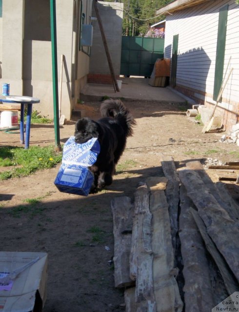 Фото: ньюфаундленд Сент Джонс Ульрика (Sent Djons Ulrika)