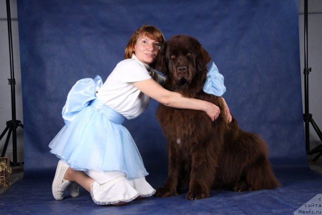 Фото: [p585]., ньюфаундленд Фанньюф Глория Дей