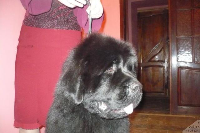 Фото: ньюфаундленд Супер Премиум Аск Ми Фром Эксклюзив