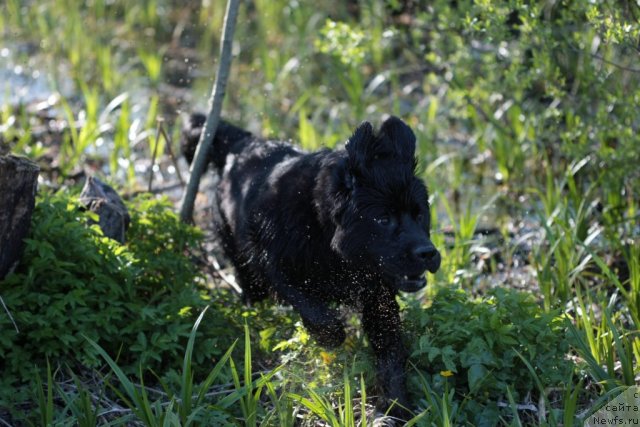 Фото: ньюфаундленд Смигар Васаби Бой