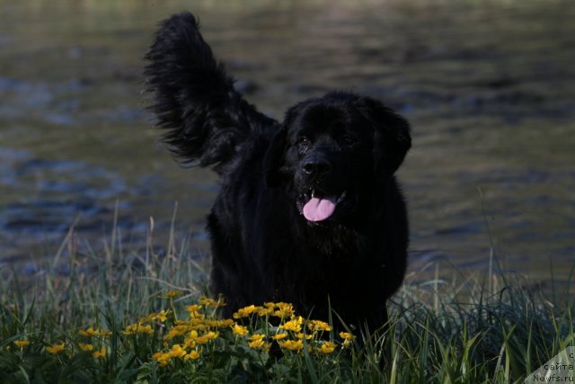 Фото: ньюфаундленд Смигар Васаби Бой