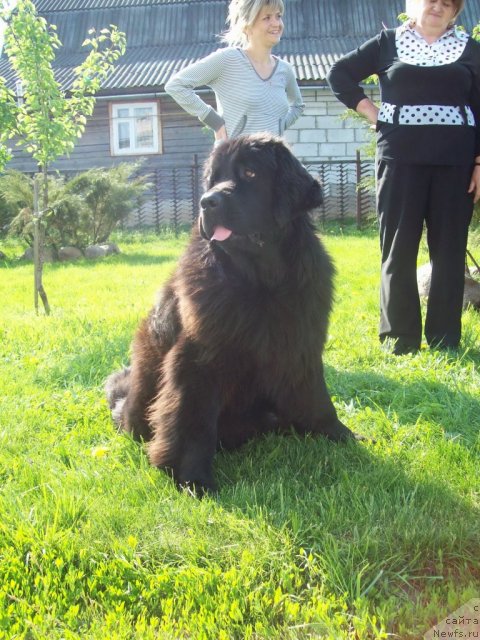 Фото: ньюфаундленд Чудная Красавица