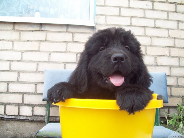 Фото: ньюфаундленд Задушевный Друг