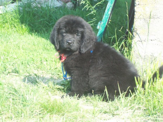 Фото: ньюфаундленд Живая Легенда