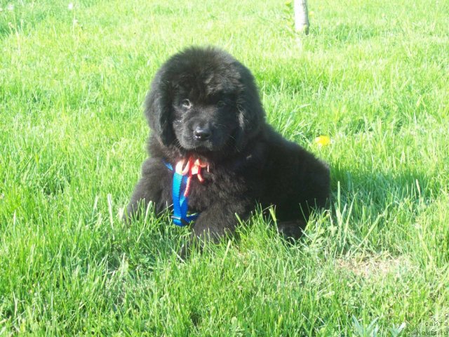 Фото: ньюфаундленд Живая Легенда