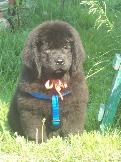 Фото: ньюфаундленд Живая Легенда