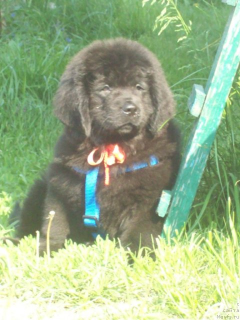 Фото: ньюфаундленд Живая Легенда