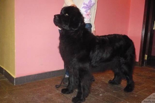 Фото: ньюфаундленд Амина Анита