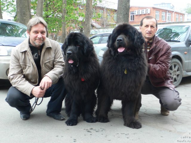 Фото: ньюфаундленд I'm Little Princess Midnight Bear, ньюфаундленд Серафима Сказочная Фея