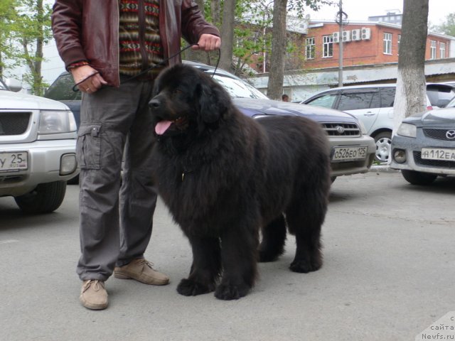 Фото: ньюфаундленд Серафима Сказочная Фея