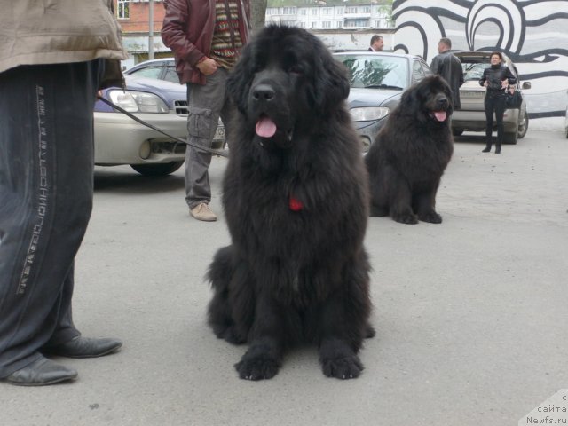 Фото: ньюфаундленд I'm Little Princess Midnight Bear