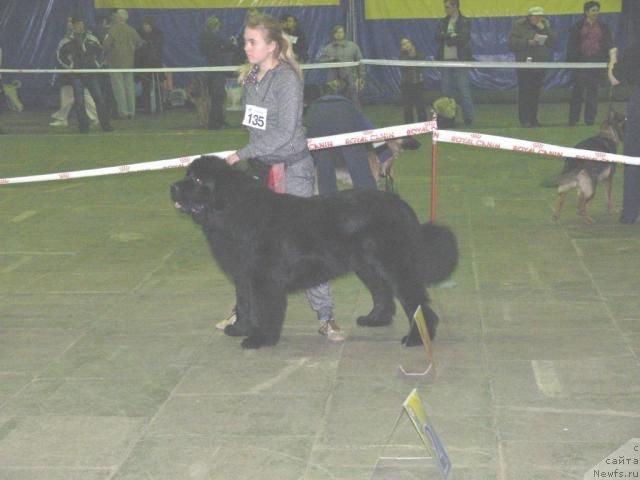 Фото: ньюфаундленд О Блек Диамонд Литтл Беар (O Black Diamond Little Bear), Андрей Ивашов