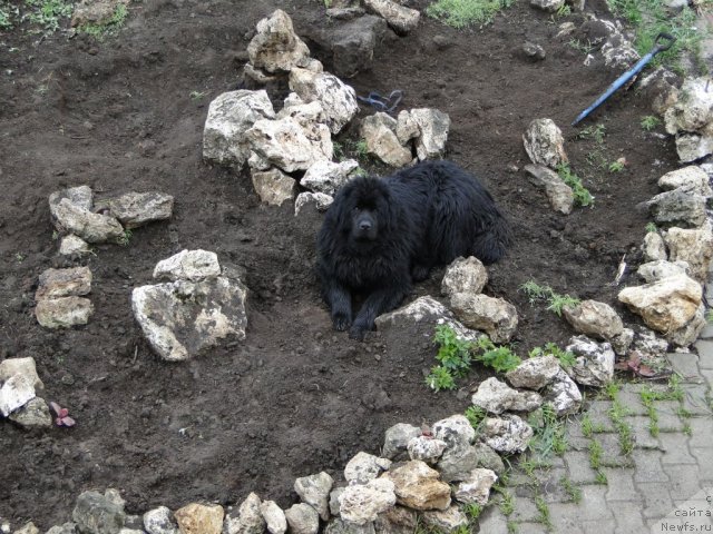 Фото: ньюфаундленд Ньюфорт Лунный Бархат