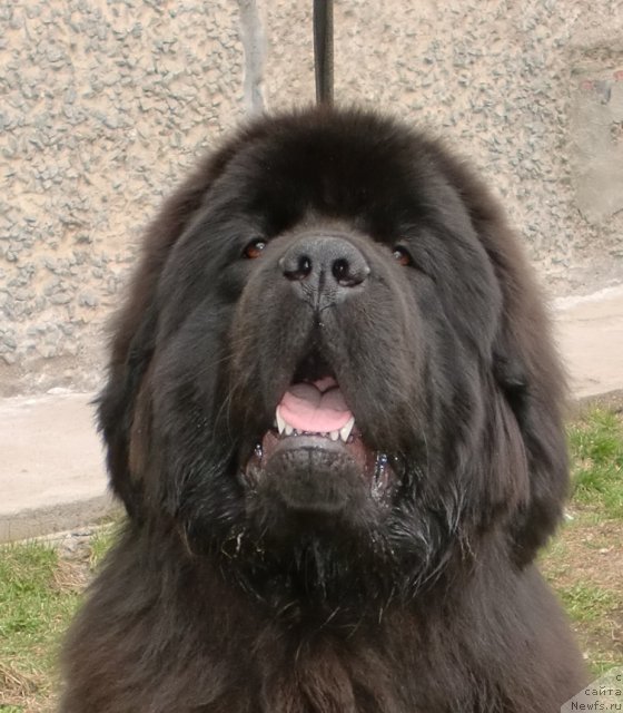 Фото: ньюфаундленд Их Высочество Гиацинта Бриз