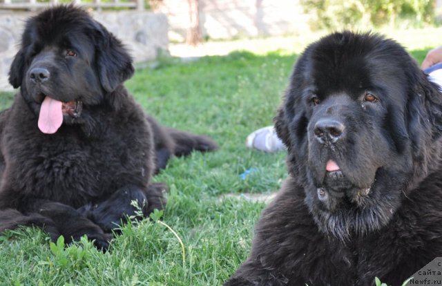 Фото: ньюфаундленд Бегущая по Волнам Хаста ла Виста (Beguschaya po Volnam Hasta la Vista), ньюфаундленд Бегущая по Волнам Регатта Катти Сарк