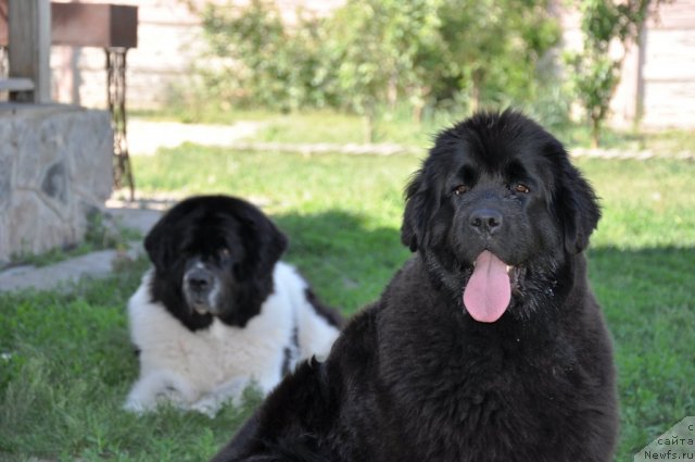 Фото: ньюфаундленд Бегущая по Волнам Регатта Катти Сарк, ньюфаундленд Маршал Шарм оф Бон Пари (Marshal Sharm of Bon Pari)