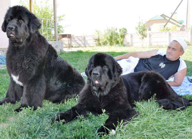 Фото: ньюфаундленд Бегущая по Волнам Хаста ла Виста (Beguschaya po Volnam Hasta la Vista), ньюфаундленд Бегущая по Волнам Регатта Катти Сарк