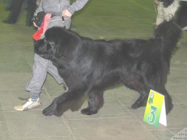 Фото: ньюфаундленд О Блек Диамонд Литтл Беар (O Black Diamond Little Bear)