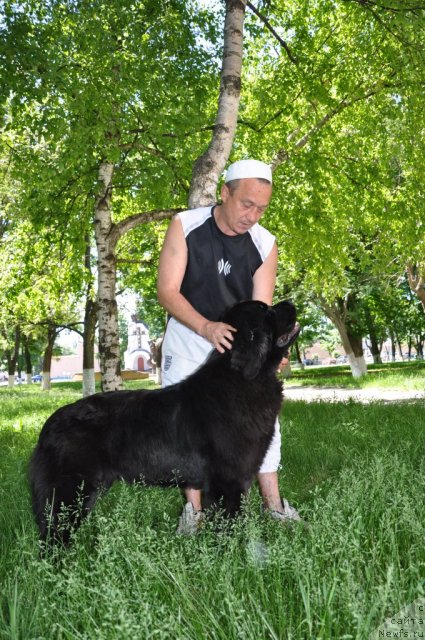 Фото: ньюфаундленд Бегущая по Волнам Хаста ла Виста (Beguschaya po Volnam Hasta la Vista)