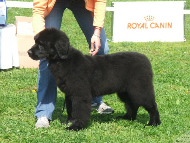 Фотография № 68137