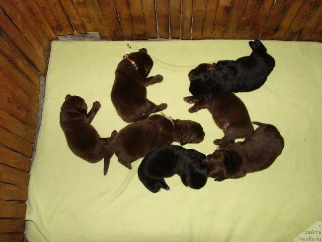 Фото: ньюфаундленд Амулет Любви и Счастья (Amulet Lyubvi i Schastya), ньюфаундленд Изабетт