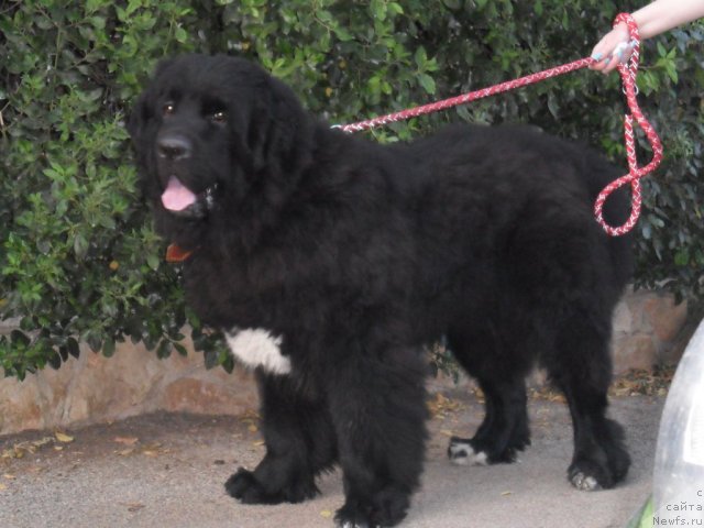 Фото: ньюфаундленд Питерньюф Чао-Какао