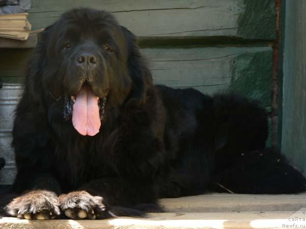 Фото: ньюфаундленд Берта (Berta)