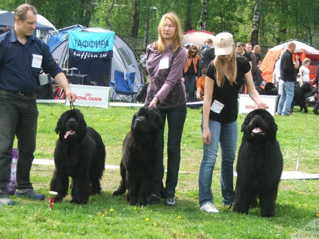 Фото: ньюфаундленд Плюшевая Панда Роскошная Леди Диана (Plushevaya Panda Roskoshnaya Lady Diana)