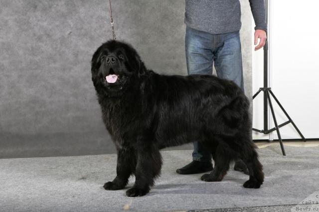 Фото: ньюфаундленд Vein Vest