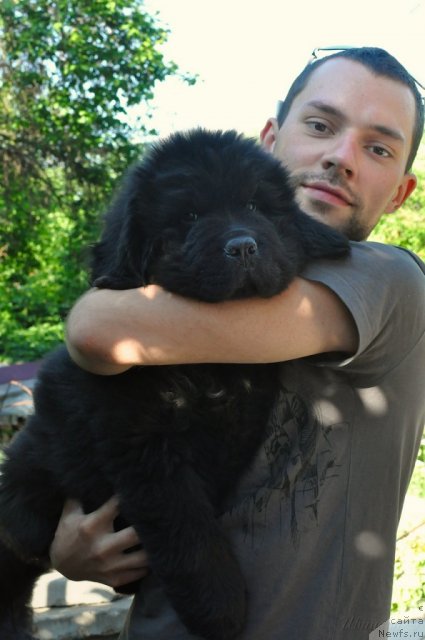 Фото: ньюфаундленд Бегущая по Волнам Зодиак (Beguschaya po Volnam Zodiak)